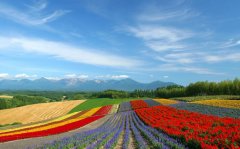 漫步花海-北海道、小樽、函館、洞爺湖豪華5日